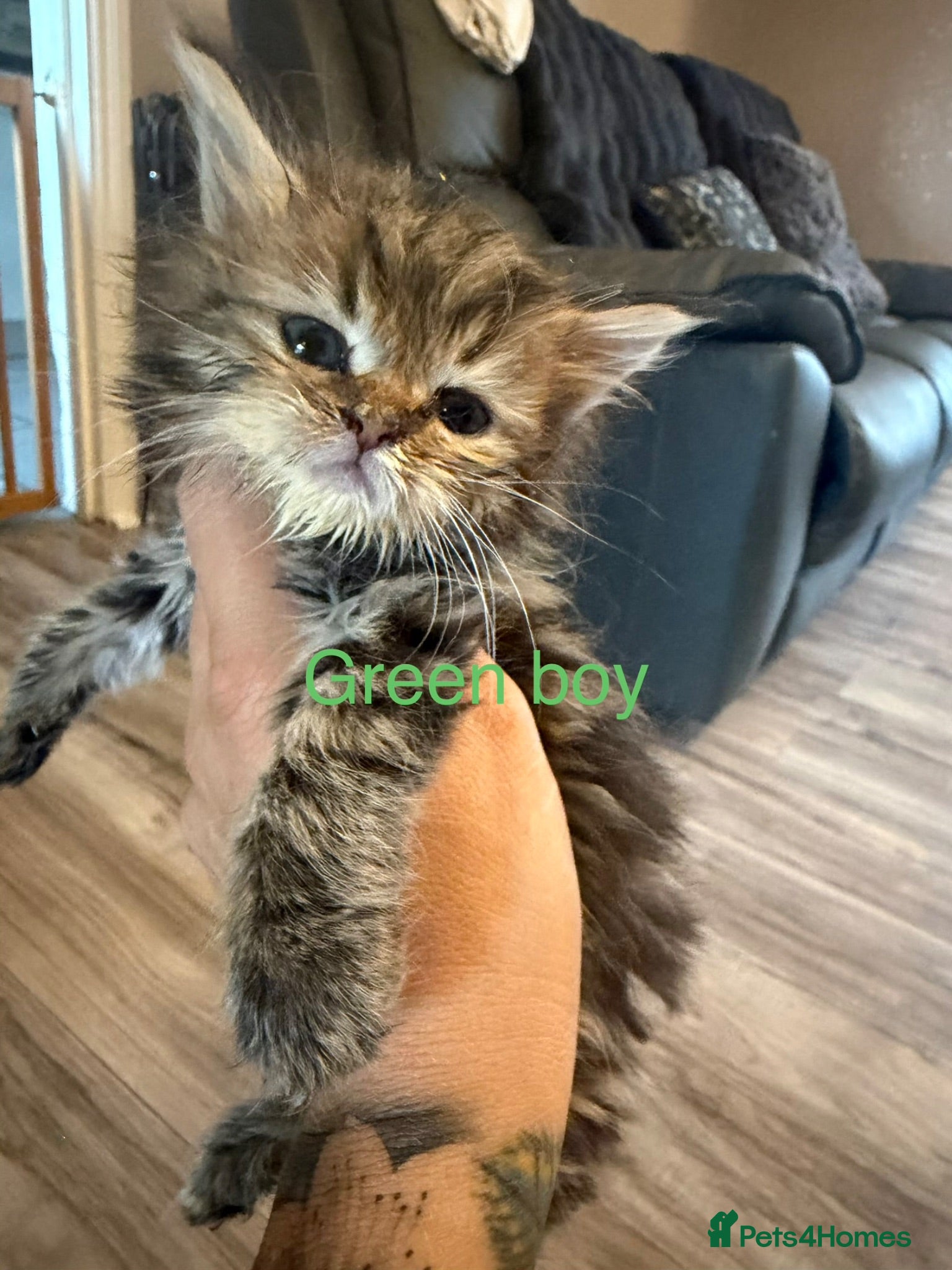 Persian cats I have 4 Persian cross Maine coon kittens - Advert 14