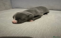 Whippet dogs for sale: Whippet Puppies  - Advert 5