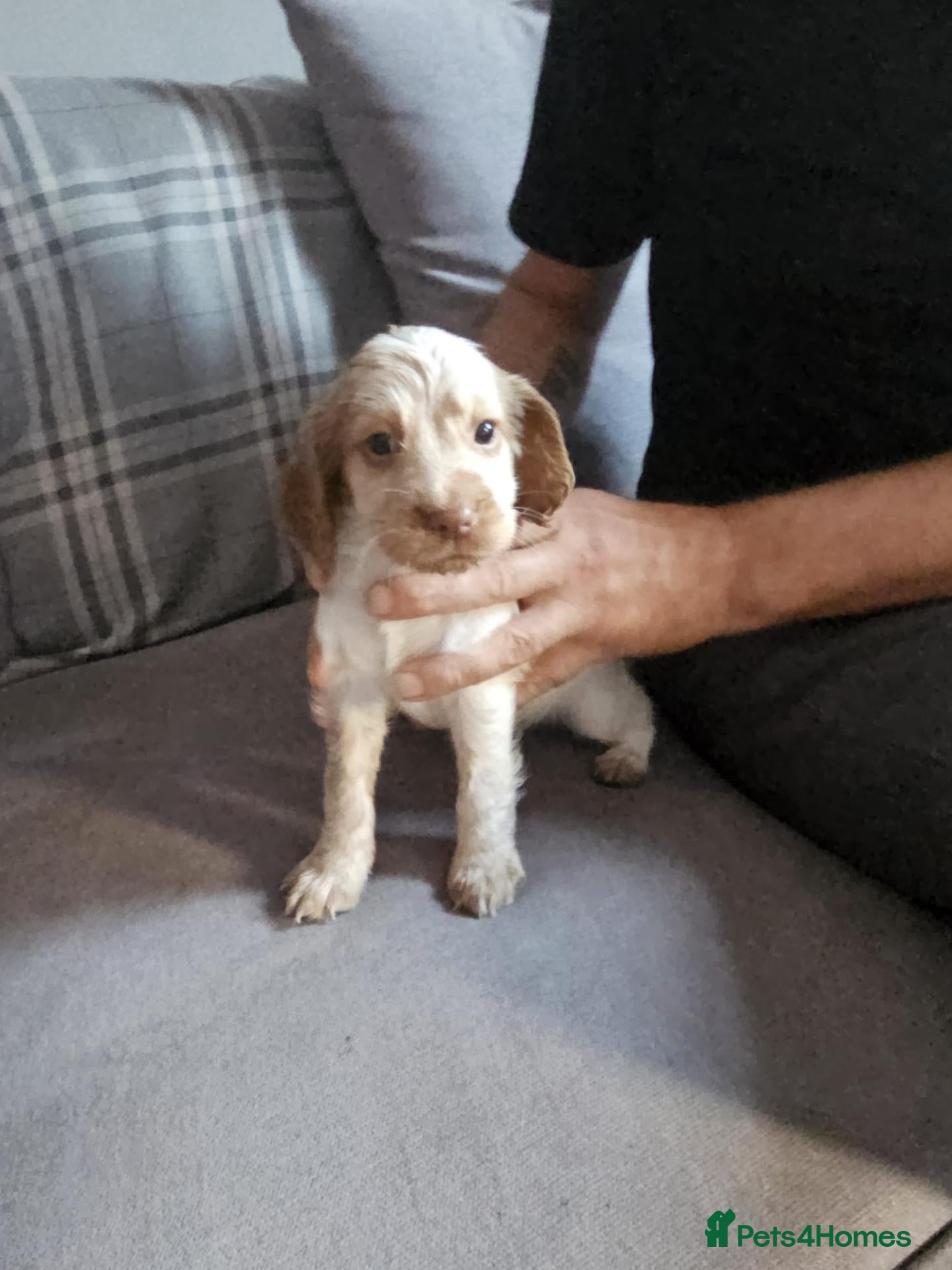 Cocker Spaniel dogs Cocker spaniels - Advert 2