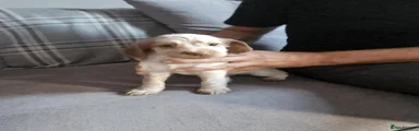 Cocker Spaniel 4