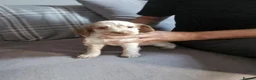Cocker Spaniel dogs for sale: Cocker spaniels - Advert 6