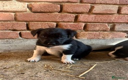Mixed Breed dogs for sale: Collie puppies for sale - Image 8
