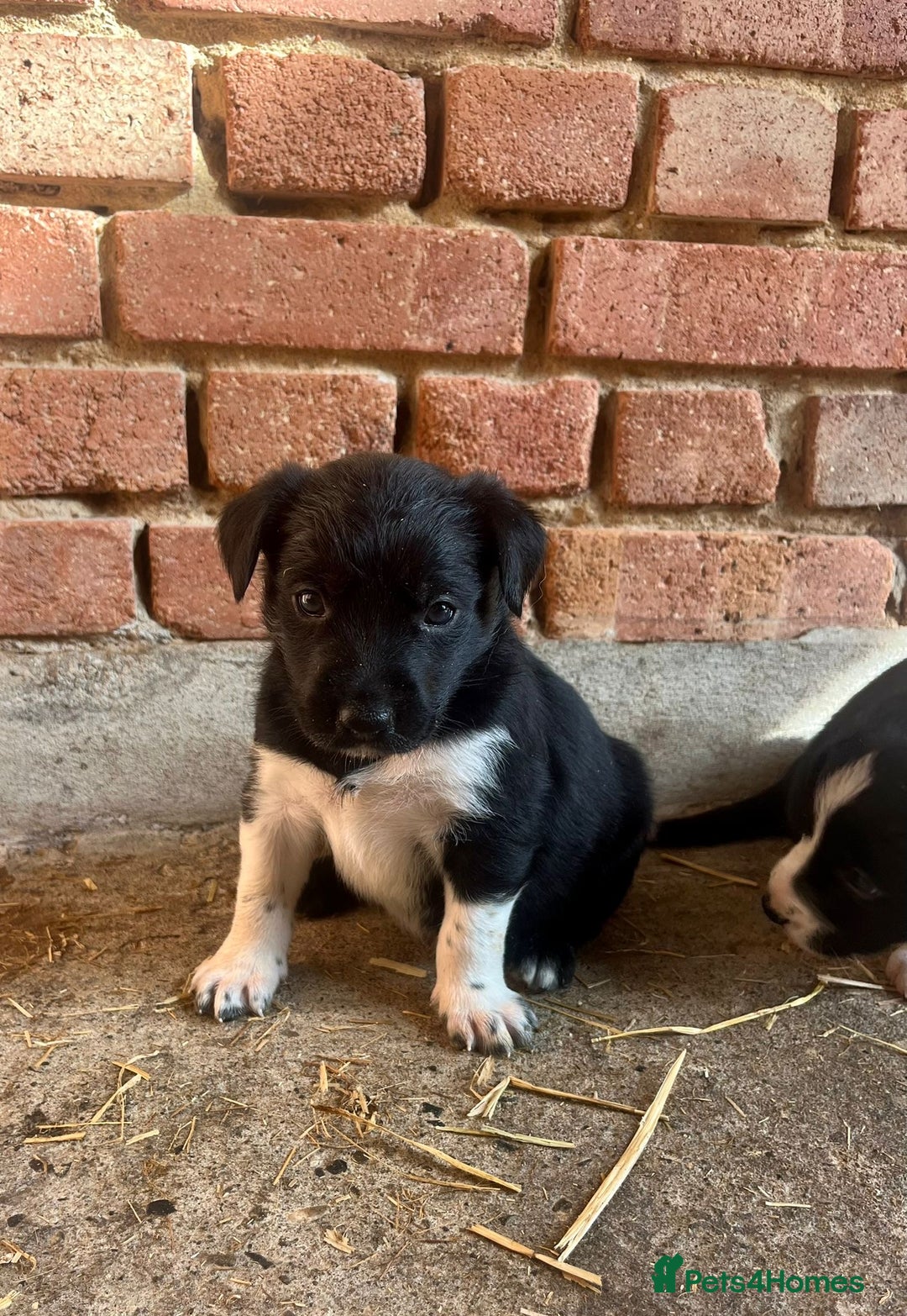 Mixed Breed dogs for sale: Collie puppies for sale - Image 8