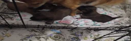 Mixed Breed dogs for sale: Beautiful fur babies  - Advert 1