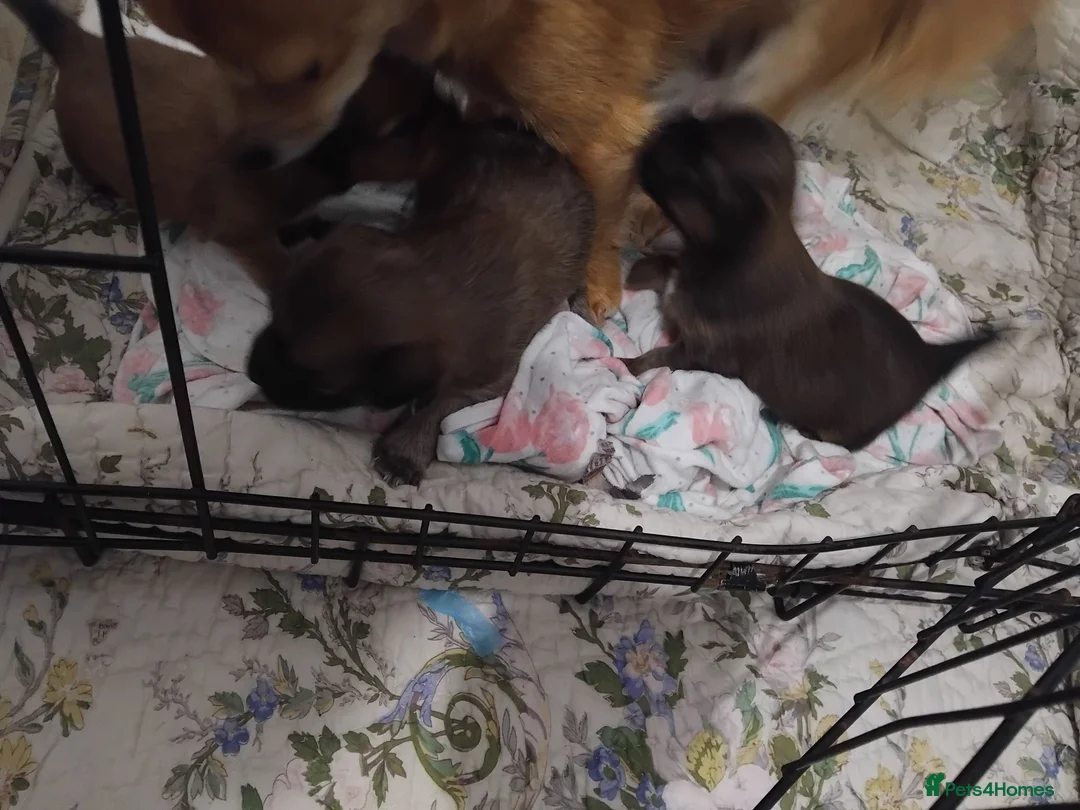 Mixed Breed dogs for sale: Beautiful fur babies  - Advert 1
