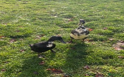 Ducks poultry for sale: Duck for sale - Advert 2