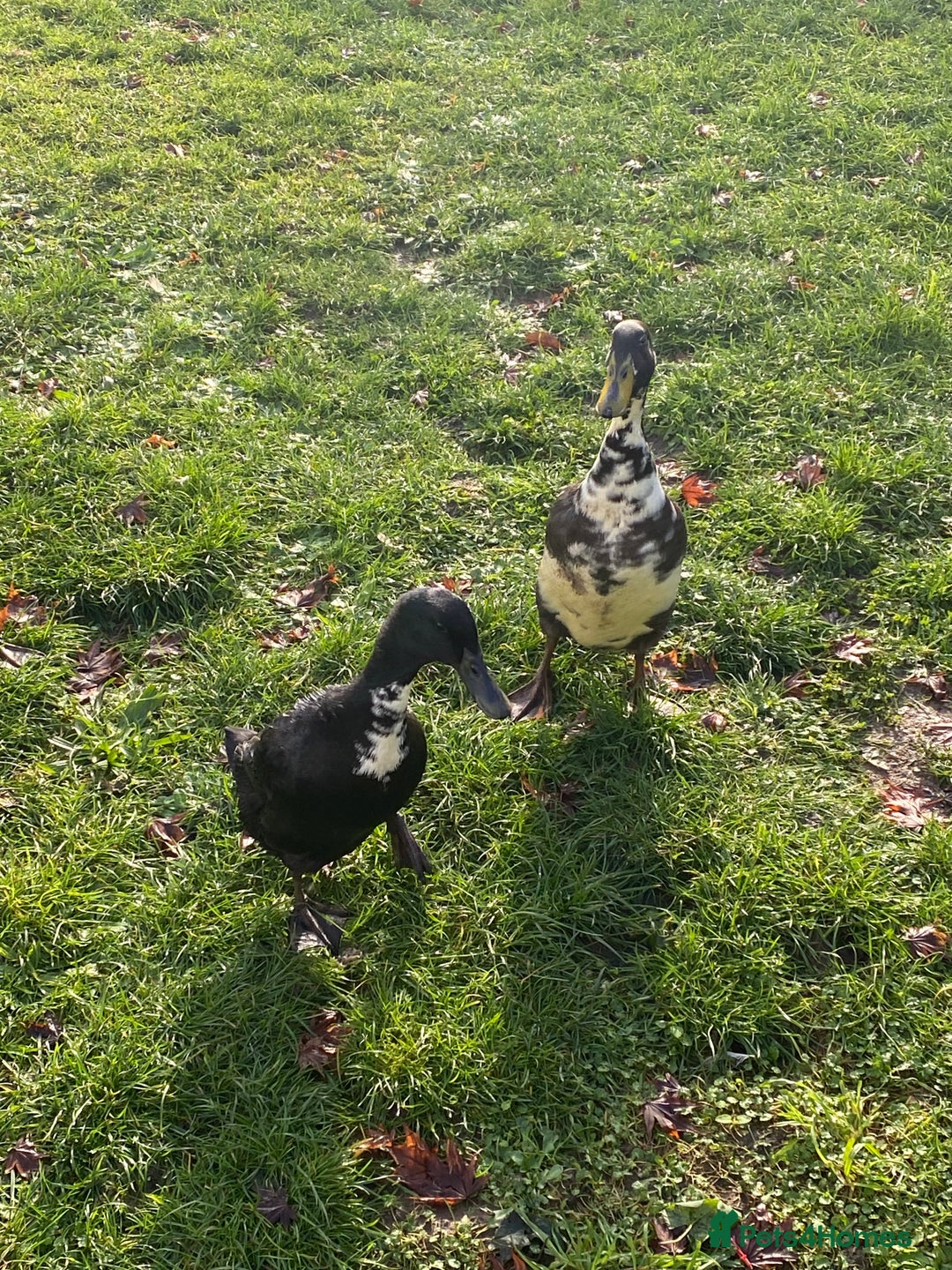 Ducks poultry for sale: Duck for sale - Advert 2