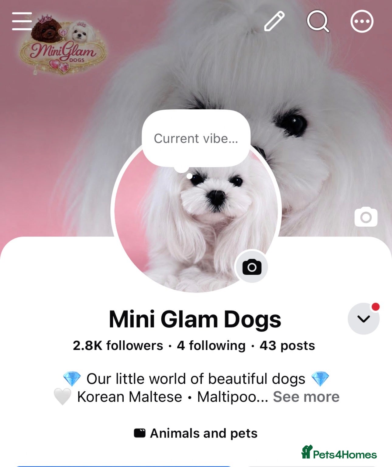 Maltipoo dogs 🧸Maltipoo DNA tested Korean & Asian lines - Advert 2