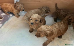 Cavapoo dogs for sale: Beautiful red cavapoo puppies - Image 4