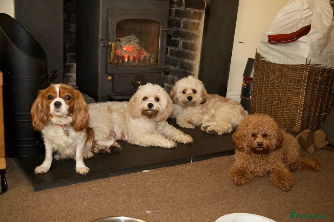 Gallery Image {{count}}