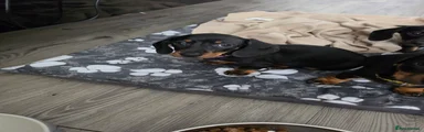Dachshund Puppy 3