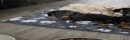 Dachshund dogs for sale: 1 Beautiful Dachshund pup left  - Advert 6