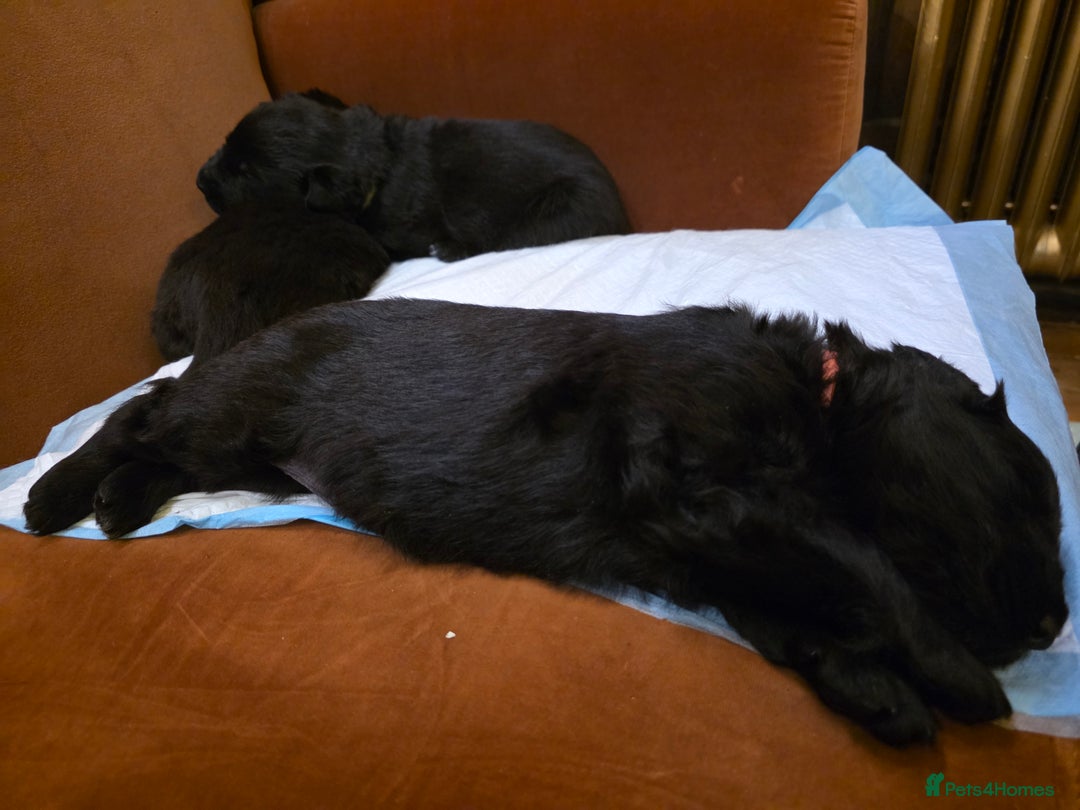 German Shepherd dogs for sale: Rare All-Black GSD Girls - Parents Owned & Present - Advert 8