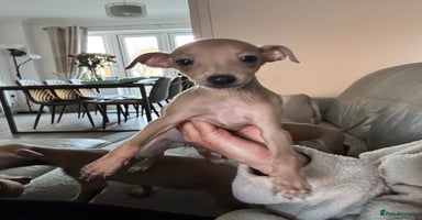 Italian Greyhound dogs KC ITALIAN GREYHOUND PUPPIES FOR NEW HOMES - Advert 2