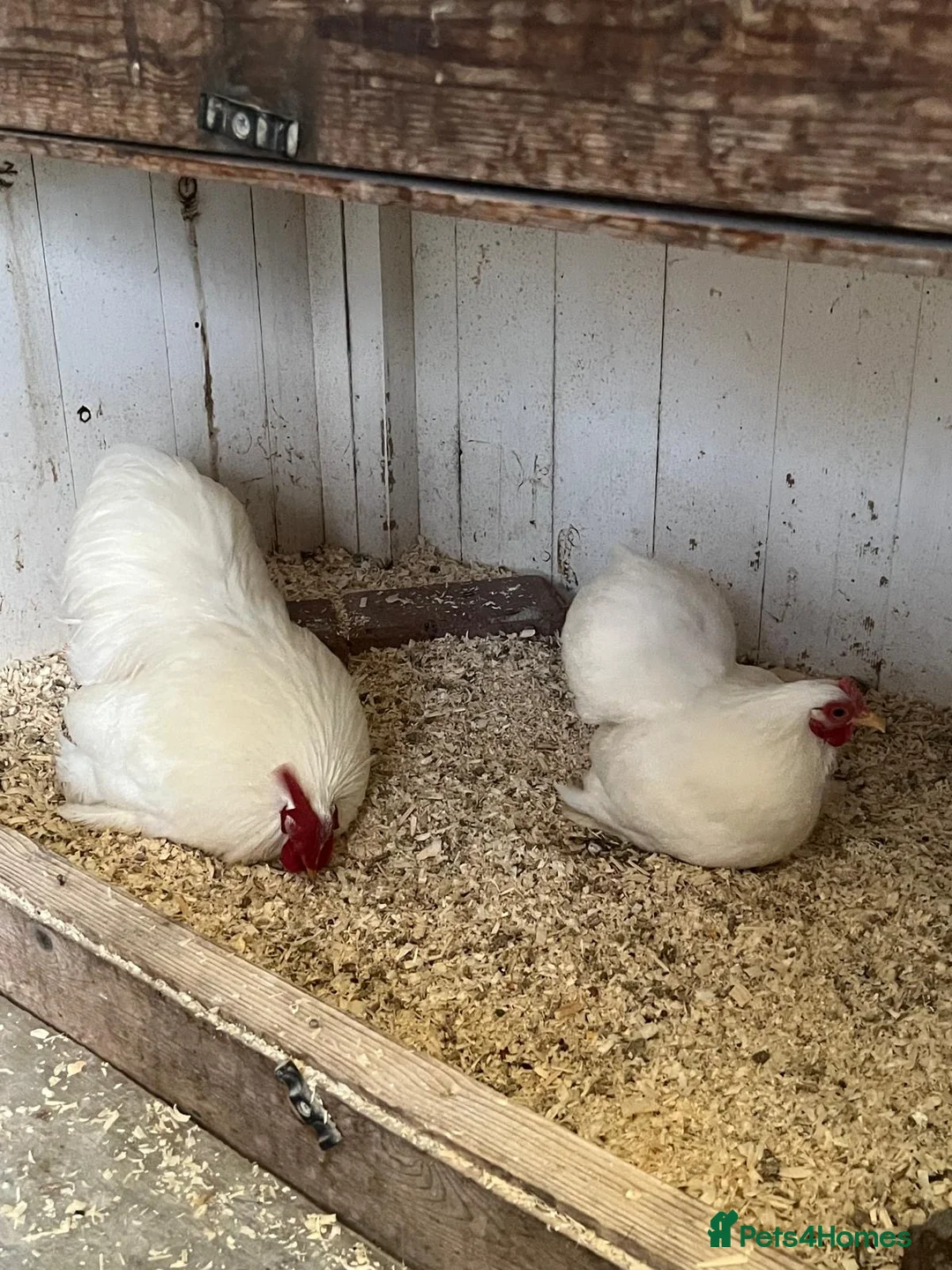 Chickens poultry for sale: Pair of white pekin bantams  - Advert 1