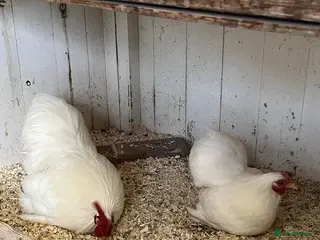 Chickens poultry Pair of white pekin bantams - Advert 1