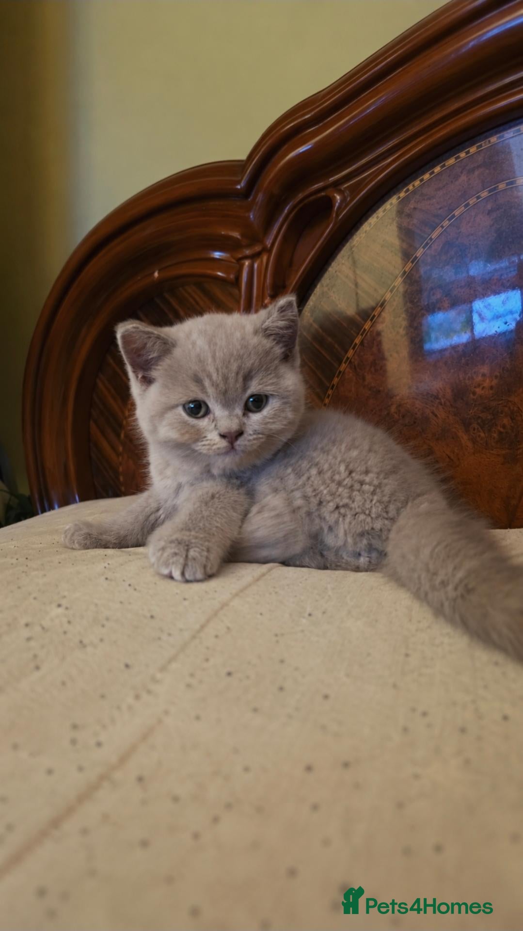 British Shorthair cats British Shorthair Kittens - Lilac & Blue Pedigree - Advert 2