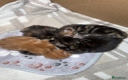 Mixed Breed cats for sale: kittens (caption) - Image 2