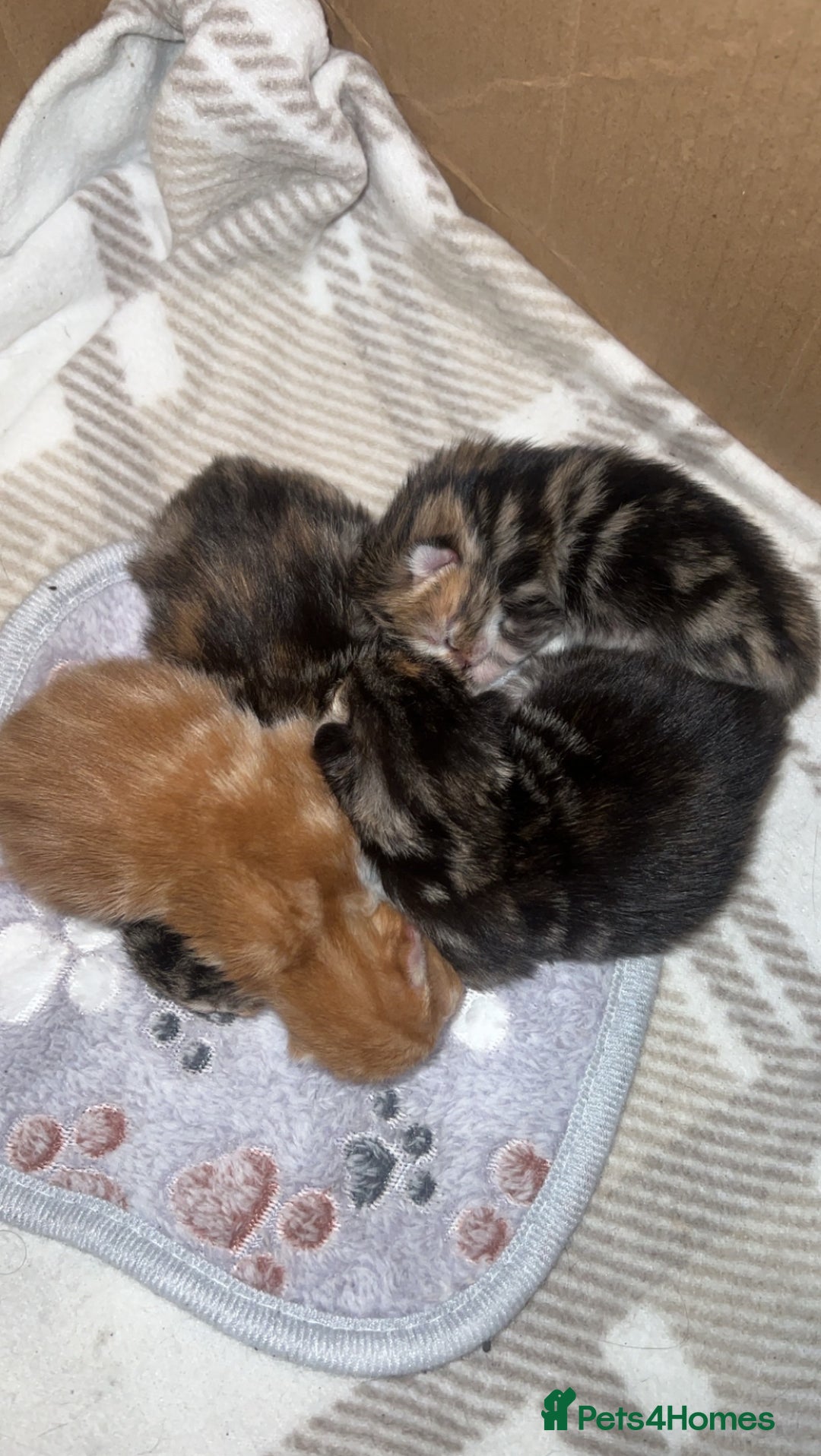 Mixed Breed cats for sale: kittens (caption) - Image 2