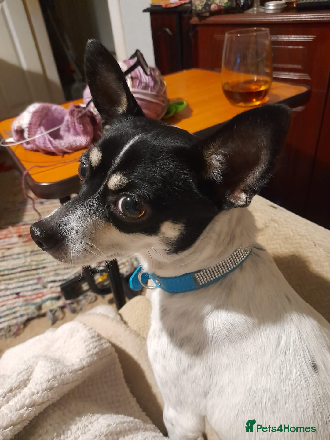 Chihuahua dogs for adoption: Tilda the tiny heart thief with big personality - Advert 1