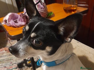 Chihuahua dogs Tilda the tiny heart thief with big personality - Advert 1