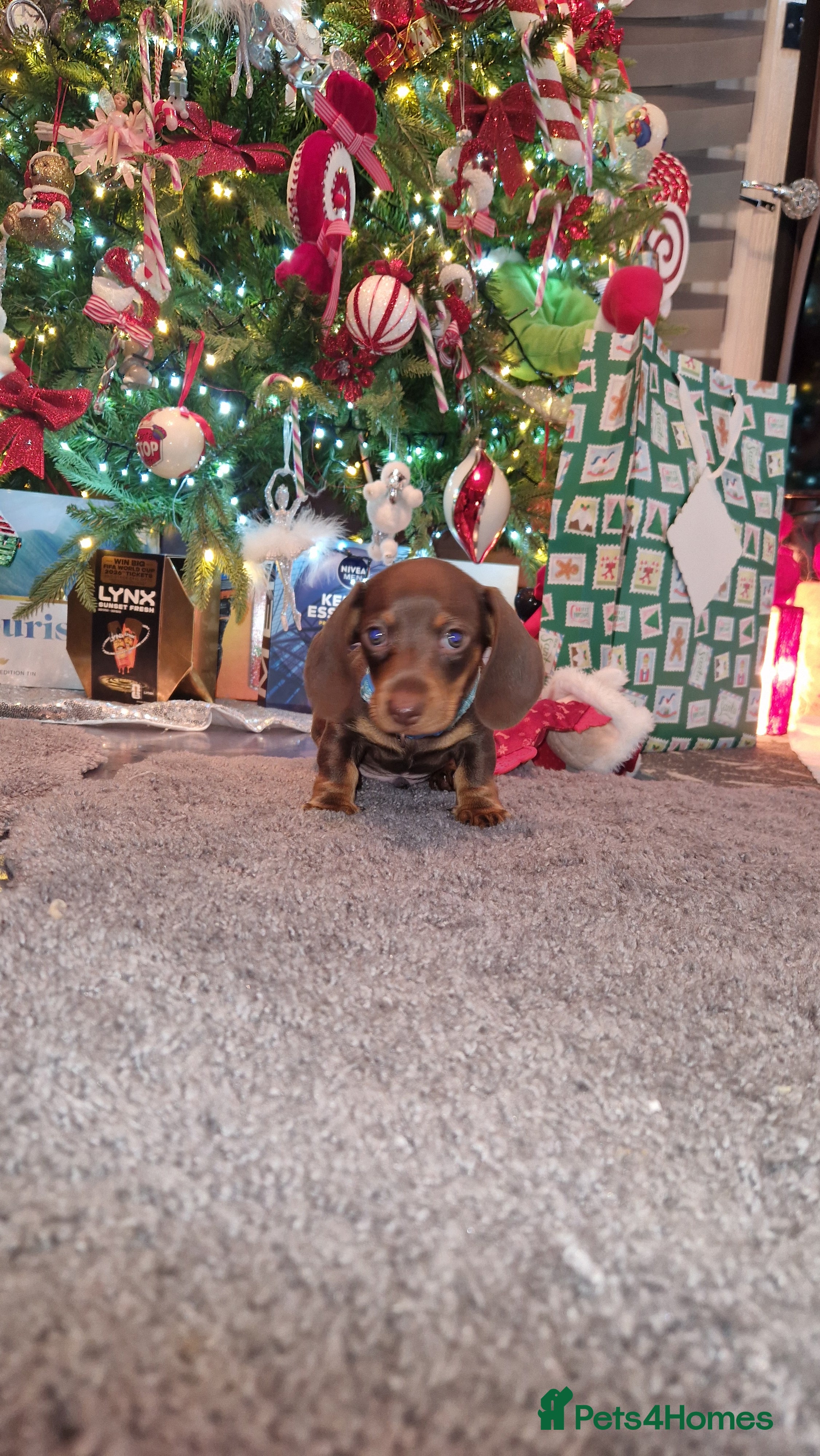 Miniature Dachshund dogs 1 beautiful kc puppy left ready 25/12/25 - Advert 4