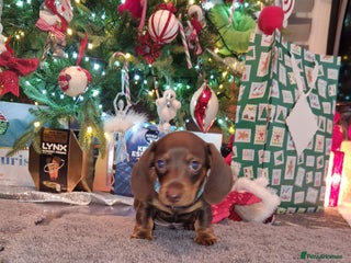 Miniature Dachshund dogs 1 beautiful kc puppy left ready 25/12/25 - Advert 4