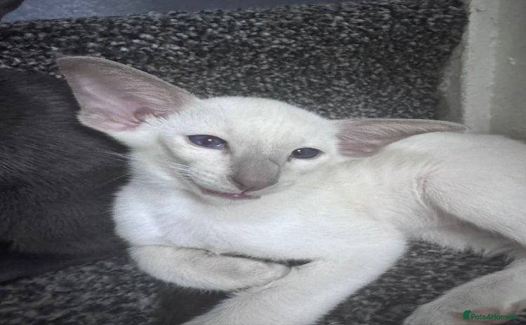 Oriental cats - Advert 3