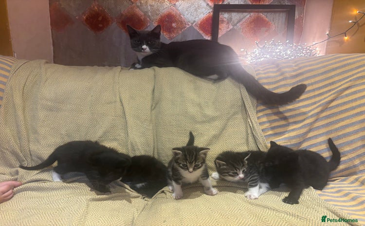Maine Coon cats - Advert 1