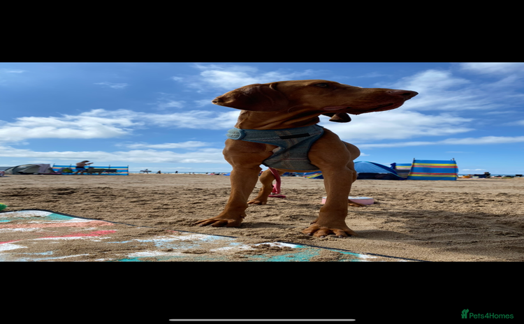 Hungarian Vizsla dogs Stunning Litter of Hungarian Vizsla Puppies - Advert 1