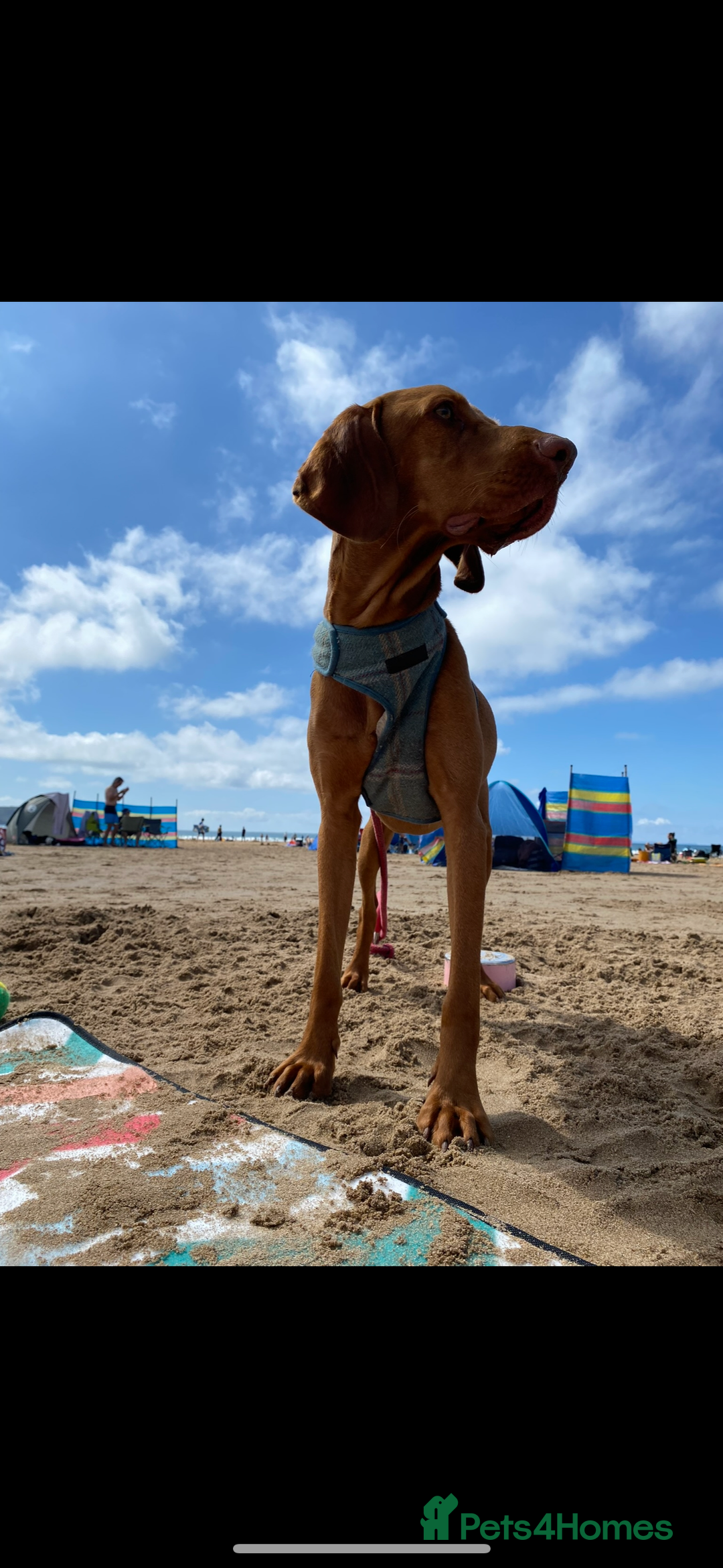 Hungarian Vizsla dogs for sale: Stunning Litter of Hungarian Vizsla Puppies - Advert 1