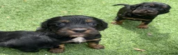 Cocker Spaniel dogs for sale: Beautiful working cocker spaniel puppies - Advert 11