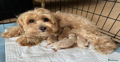 Maltipoo dogs Stunning Maltipoo puppies - Advert 5