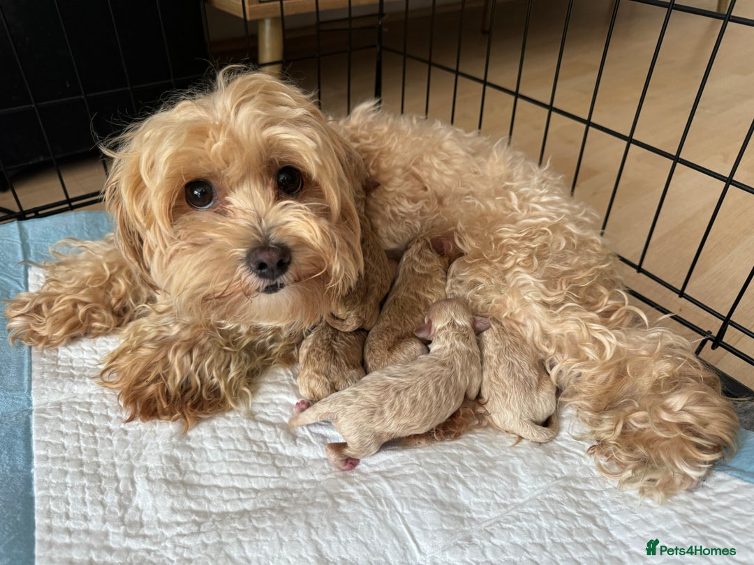 Maltipoo dogs for sale: Stunning Maltipoo puppies - Advert 6