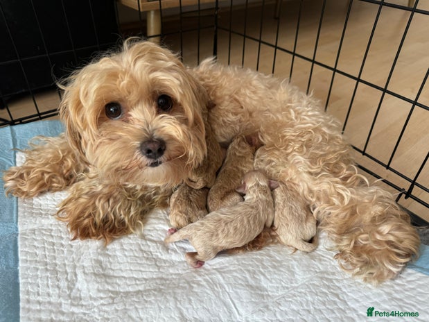 Maltipoo dogs Stunning Maltipoo puppies - Advert 1