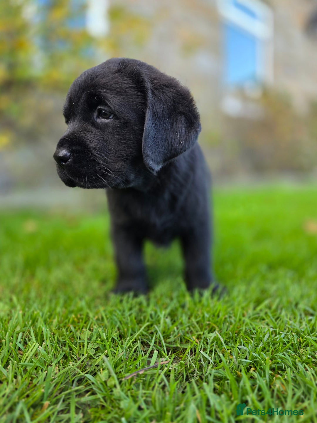 Labrador Retriever dogs for sale: High Quality Black Labrador Puppies - Advert 11