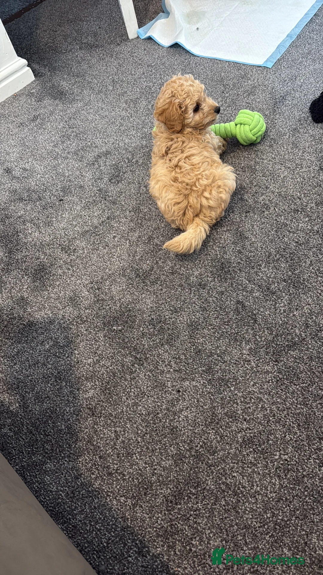 Cockapoo dogs for sale: Cockapoo female for sale  - Advert 3