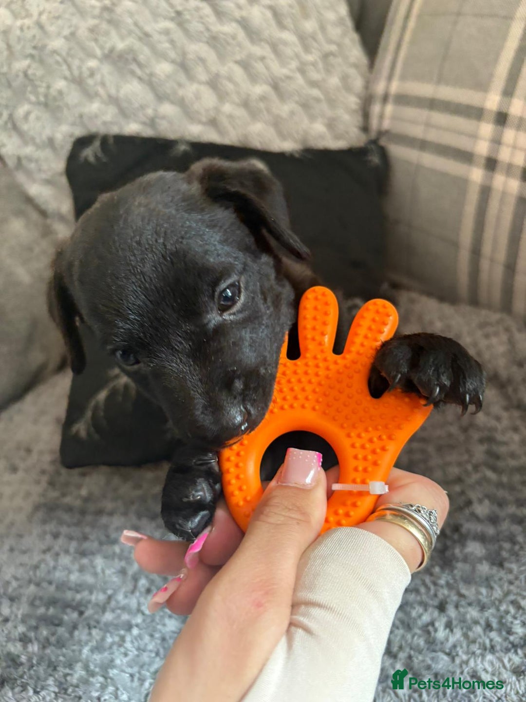 Patterdale Terrier dogs for sale: Patterdale puppies male  - Image 10