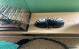 Frog reptiles for sale: Bull frog - Image 5