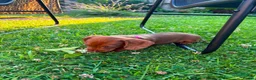 Miniature Dachshund dogs for sale: Beautiful Miniature Dachshunds 🐾 - Advert 12