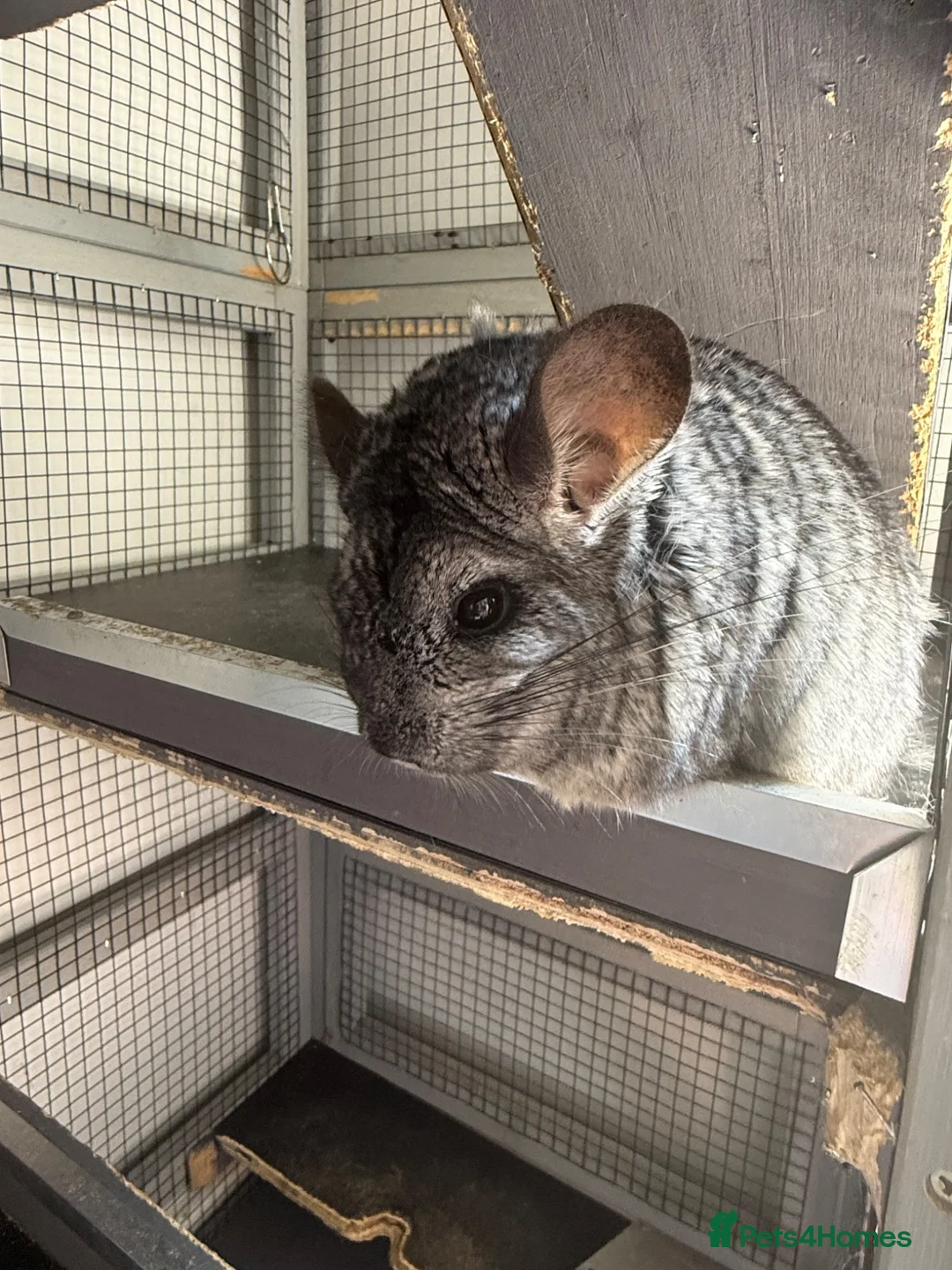 Chinchilla rodents for sale: Paired Male & Female Chinchilla  in Preston - Advert 6