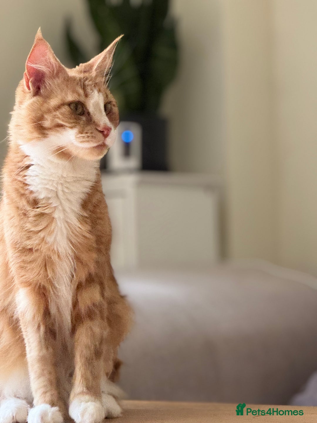Maine Coon cats for sale: 1 year old Maine Coon - Image 4