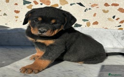Rottweiler dogs for sale: Stunning chunky Rottweiler puppies - Image 28