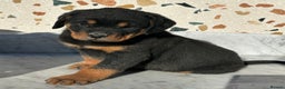 Rottweiler dogs for sale: Stunning chunky Rottweiler puppies - Advert 28