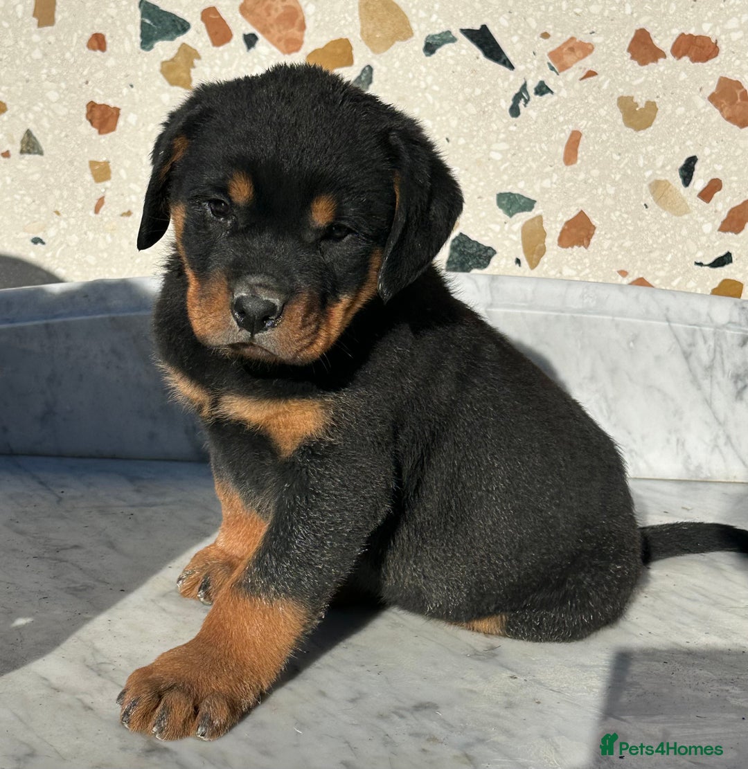 Rottweiler dogs for sale: Stunning chunky Rottweiler puppies - Image 28