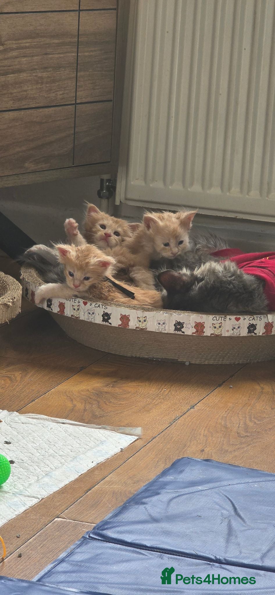 Maine Coon cats Stunning maincoon litter  - Advert 2