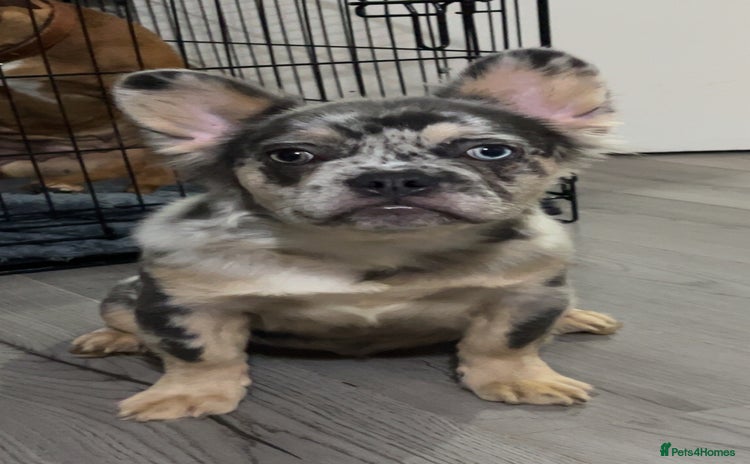 French Bulldog dogs Quality health clear fluffy French bulldogs  - Advert 4