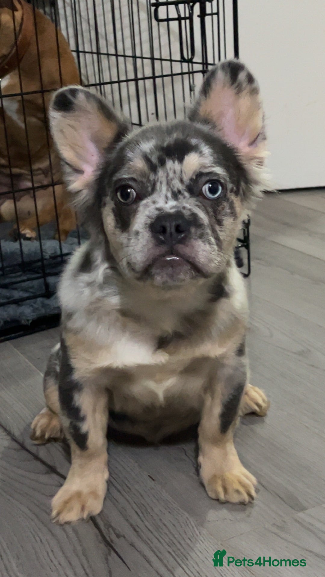 French Bulldog dogs for sale: Quality health clear fluffy French bulldogs  - Advert 1