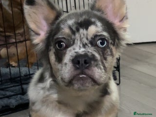 French Bulldog dogs Quality health clear fluffy French bulldogs - Advert 4