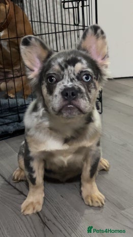 French Bulldog dogs Quality health clear fluffy French bulldogs - Advert 1